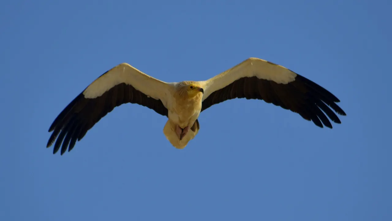 Bird soaring with outstretched wings against a clear blue sky