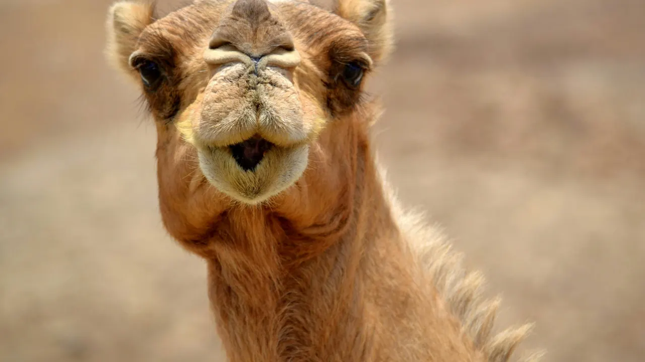 Close-up of a camel against a softly focused desert backdrop