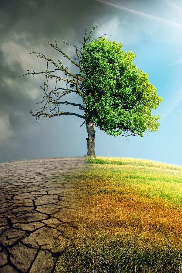 Half-green, half-dry tree showing the impact of climate change